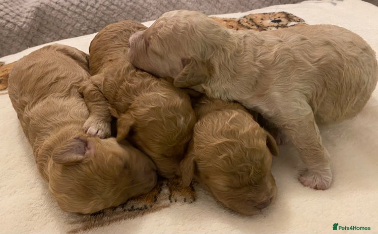 Cavapoo dogs Gorgeous Teddybear Cavapoo Puppies health checked  - Advert 4