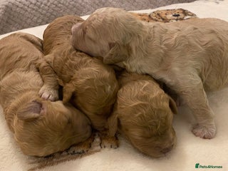 Cavapoo dogs for sale: Gorgeous Teddybear Cavapoo Puppies health checked - Advert 1