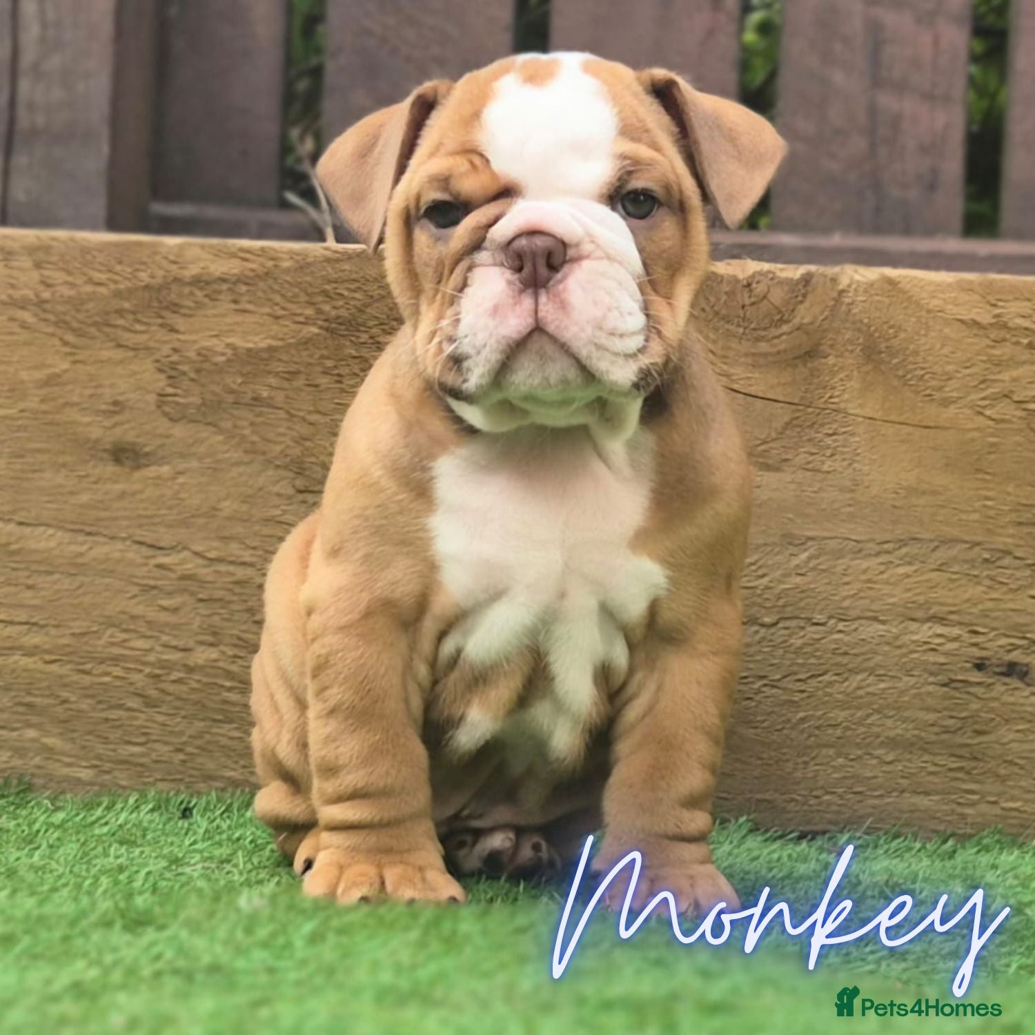 English Bulldog dogs *REMAINING PUPPIES REDUCED* KC British Bulldogs - Advert 1