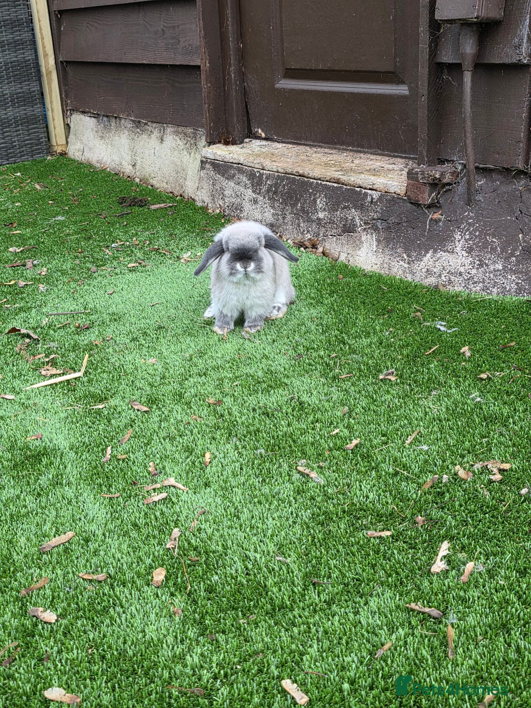 Mini Lop rabbits for sale: Two mini lops looking fir loving homes  - Advert 9
