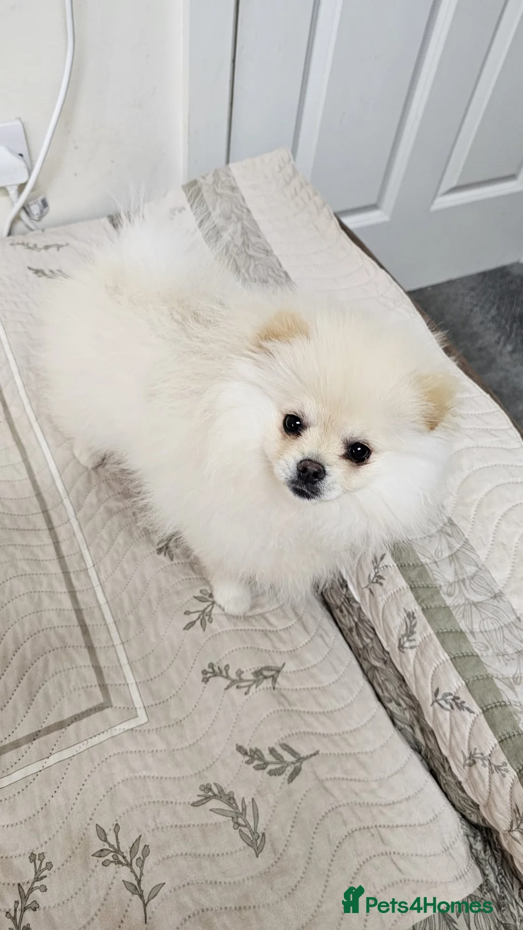 Pomeranian dogs for sale: Beautiful female Pomeranian puppy, 3 months old - Advert 1