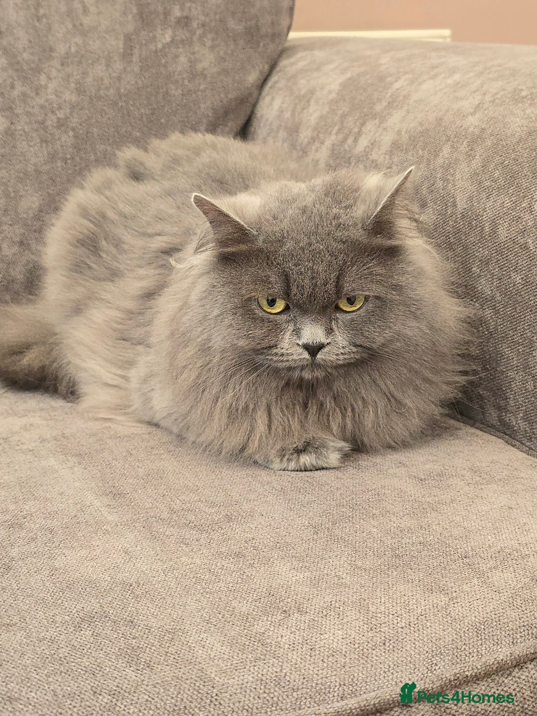 British Longhair cats for sale: Beautiful British Longhair Cat  - Advert 4