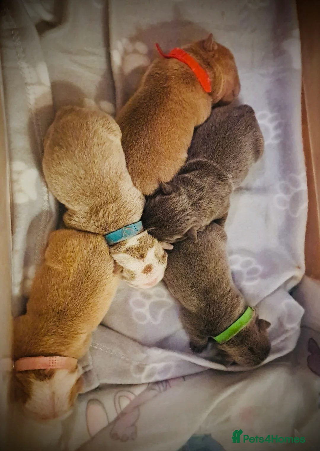 English Bulldog dogs for stud: ⭐️Proven English Bulldog available for stud⭐️ in Solihull - Advert 19