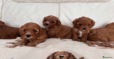 Cavapoo dogs - Advert 8