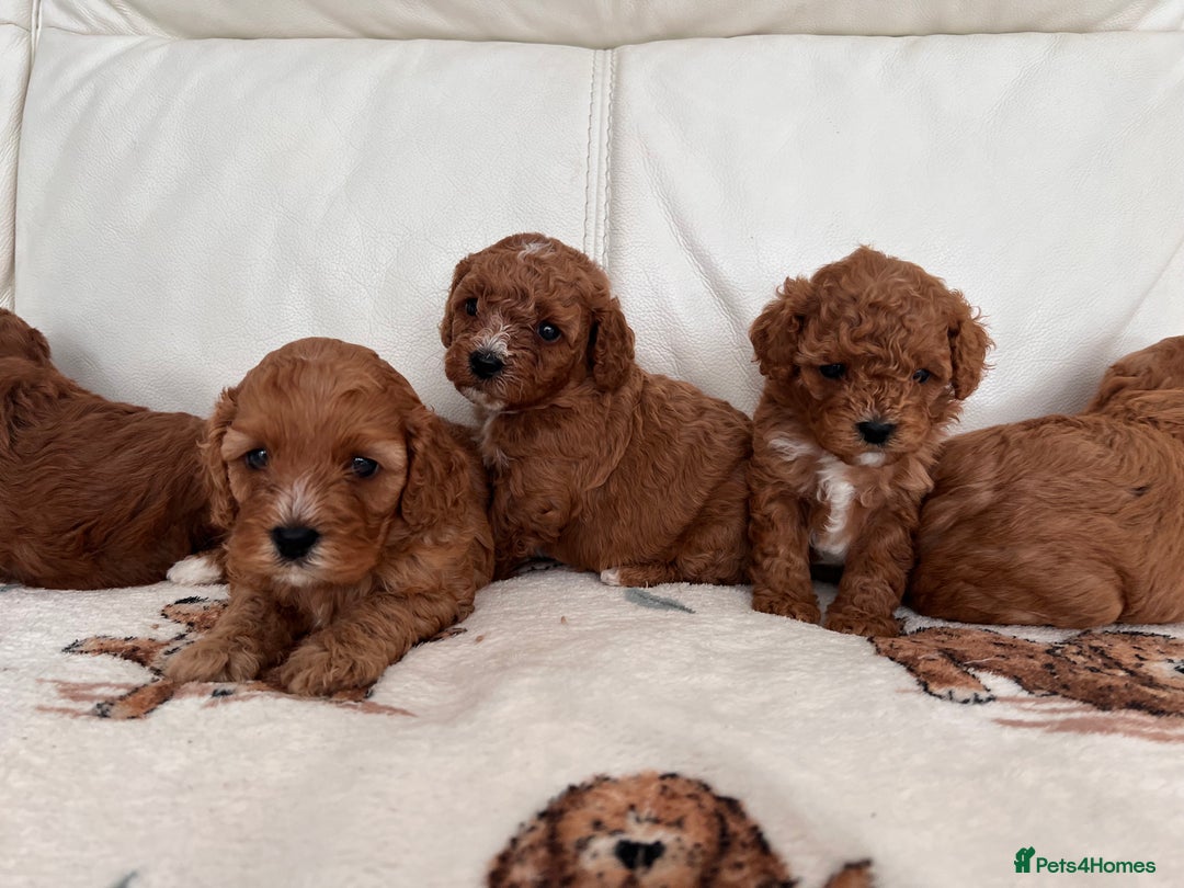 Cavapoo dogs for sale: ✨Cavapoo Puppies ✨ - Image 3