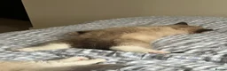 Ragdoll cats for sale: Gorgeous ragdoll kittens- boy + girl  - Advert 10