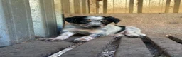Border Collie dogs for sale: Stunning Border Collies For Sale! - Advert 3