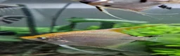 Angelfish fish for sale: Koi/Marble Angelfish - Advert 6