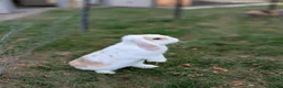 Mini Lop rabbits for sale: Mini Lop Female - named Cookie  - Advert 3