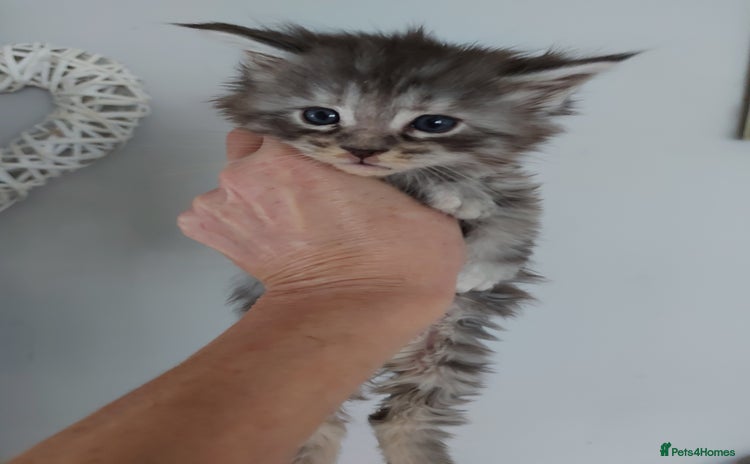Maine Coon cats - Advert 3