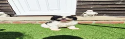 Shihpoo dogs for sale: Gorgeous puppies looking for there forever homes - Advert 3
