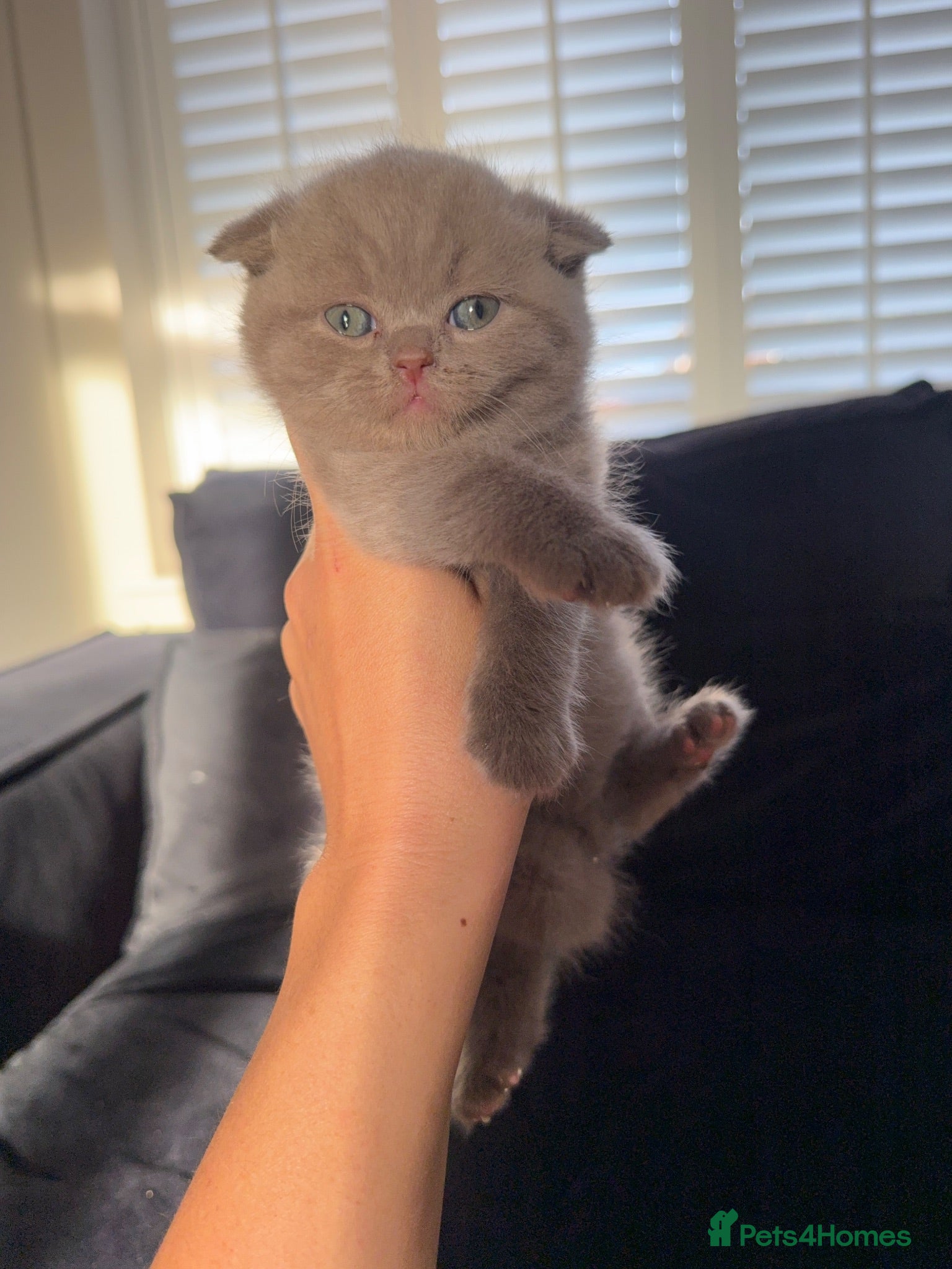 British Shorthair cats British shorthair X Scottish fold  - Advert 1