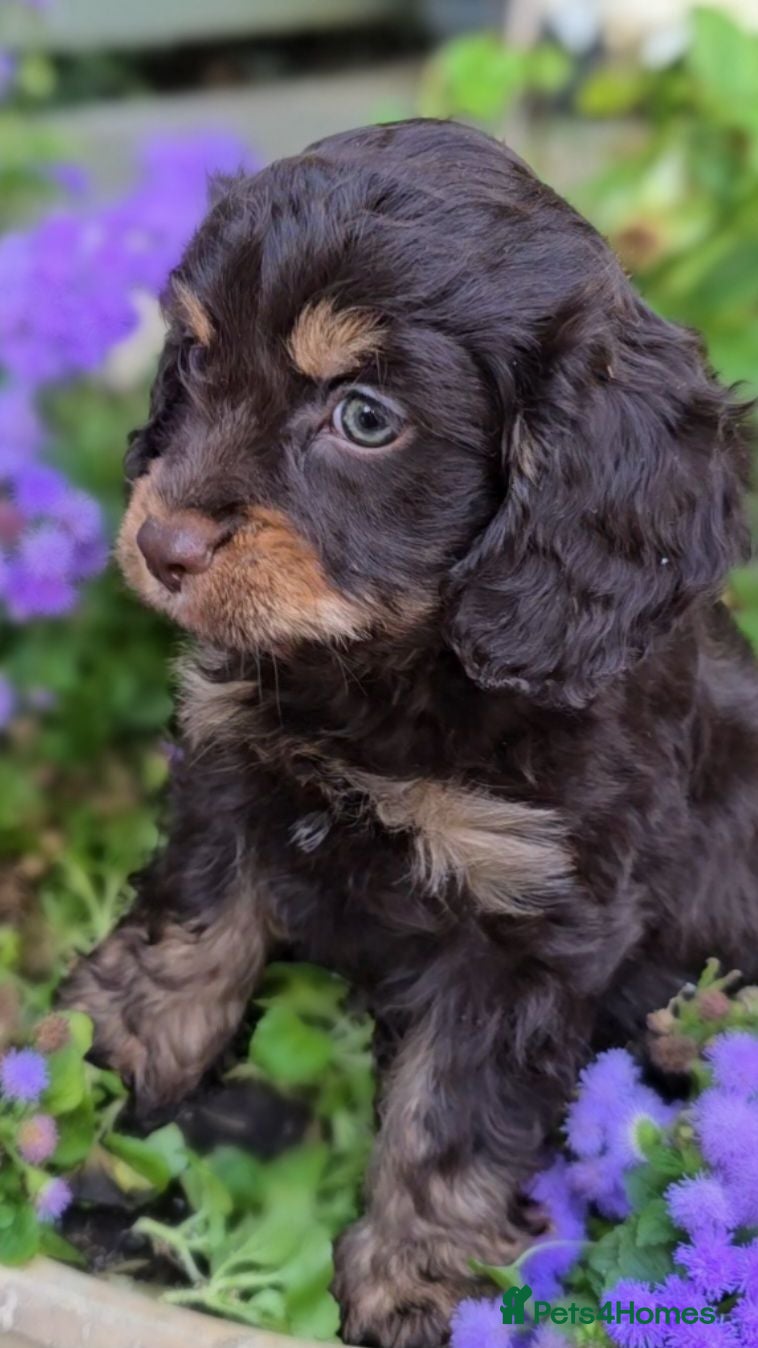 Cavapoo dogs F1 Cavapoo Puppies 3 remaining  - Advert 14