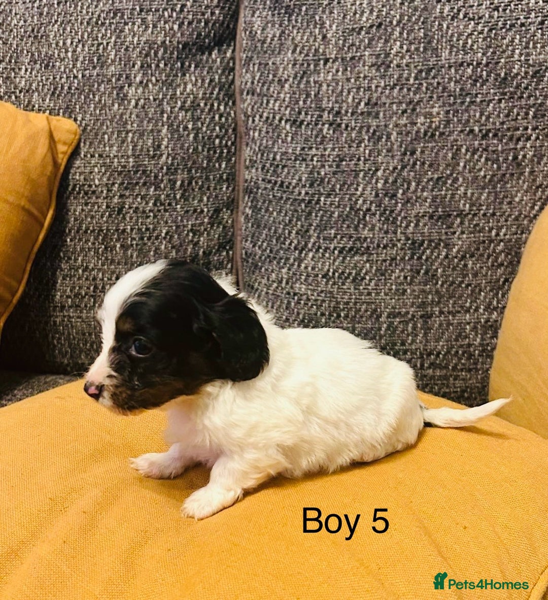 Mixed Breed dogs for sale: Adorable doxiepoo puppies  - Image 10