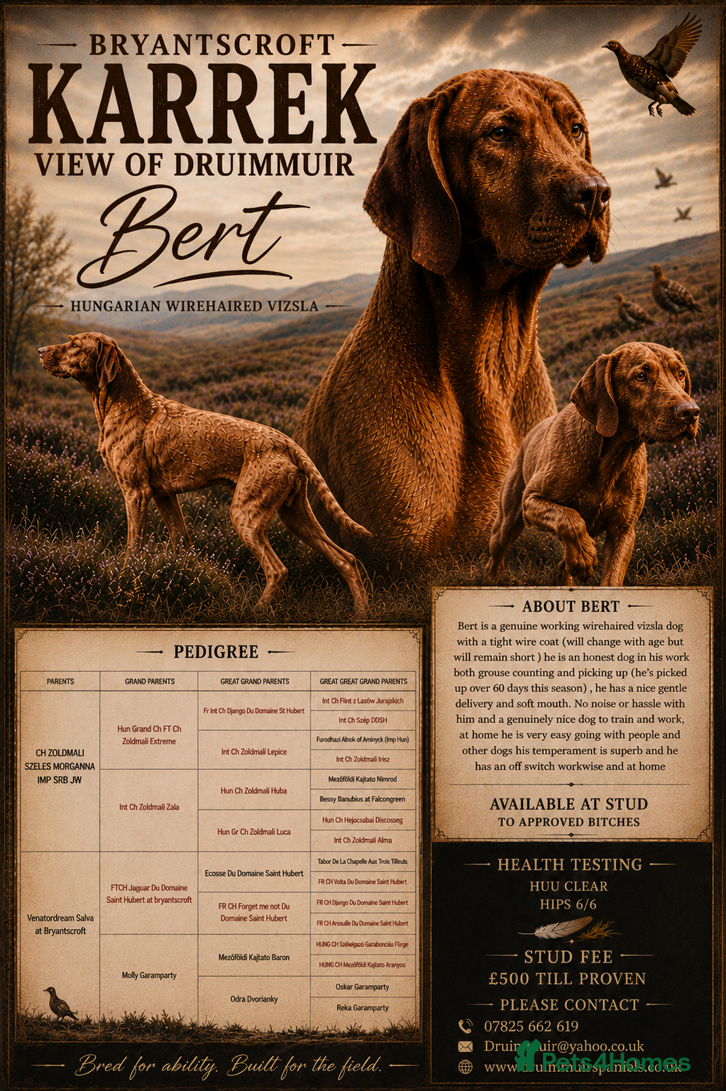 Hungarian Vizsla dogs Wirehaired Vizsla Dog at Stud - Advert 3