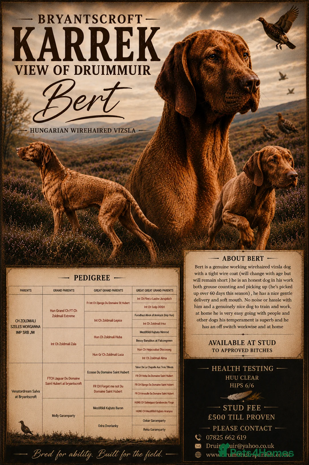Hungarian Vizsla dogs for stud: Wirehaired Vizsla Dog at Stud - Advert 1