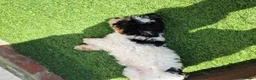 Shihpoo dogs for sale: Gorgeous puppies looking for there forever homes - Advert 6