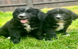 Mixed Breed dogs for sale: Labernese x Bernese mountain dog puppies READY NOW - Image 12
