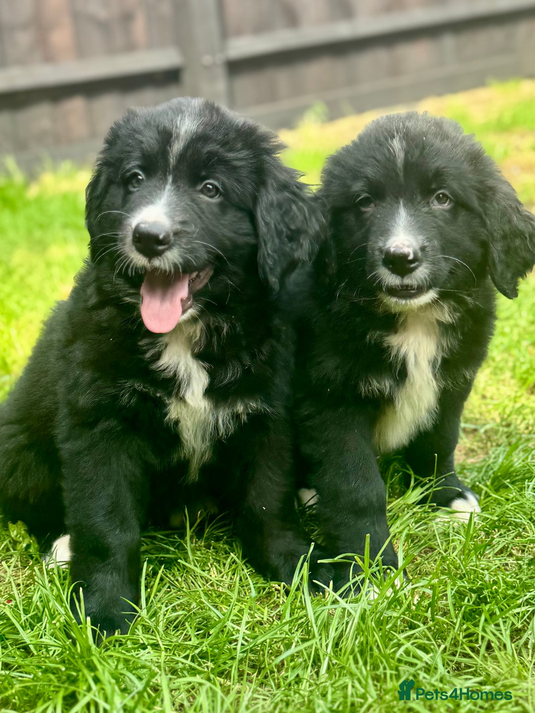 Mixed Breed dogs for sale: Labernese x Bernese mountain dog puppies READY NOW - Image 12