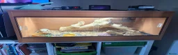 Bearded Dragon reptiles for sale: Bearded Dragon Female  in Cardiff - Advert 5