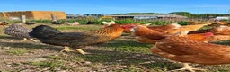 Chickens poultry for sale: POL Copper Maran Pullets for sale  - Advert 3