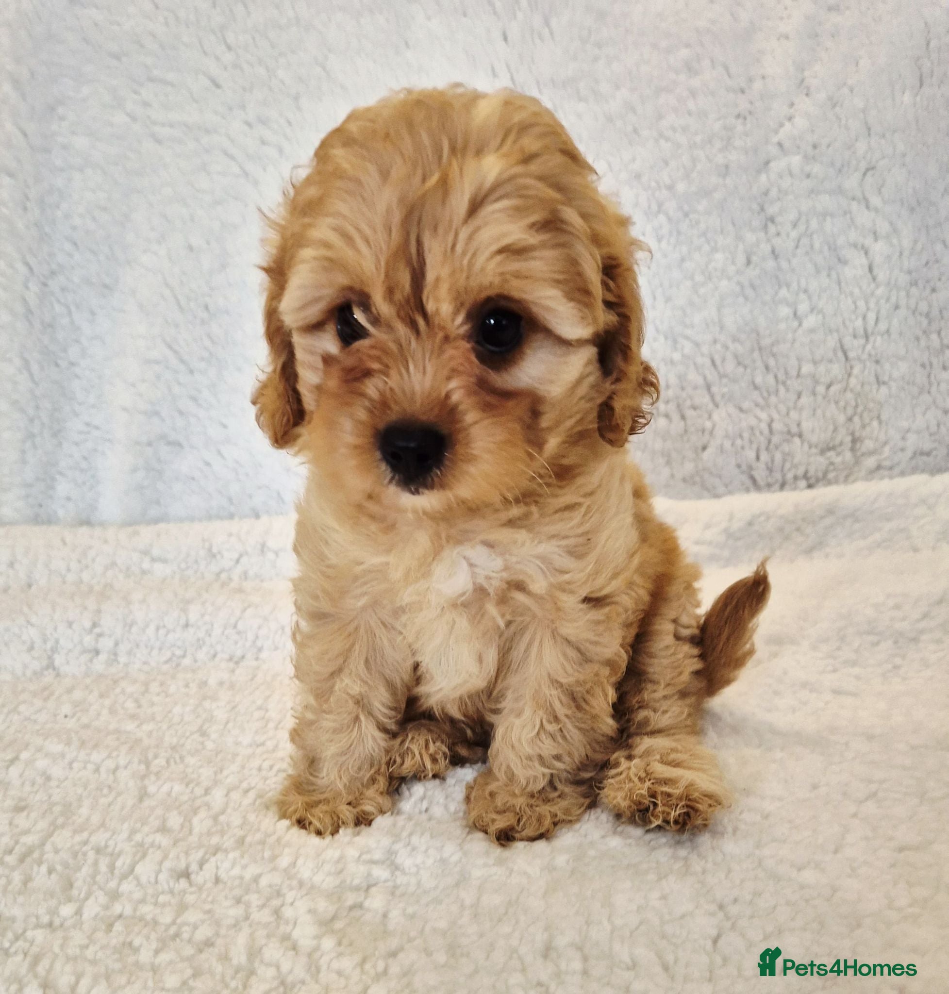 Cavapoo dogs Dna Health Tested F1 Cavapoo puppies - Advert 11