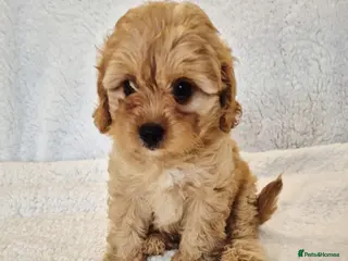 Cavapoo dogs Dna Health Tested F1 Cavapoo puppies - Advert 11