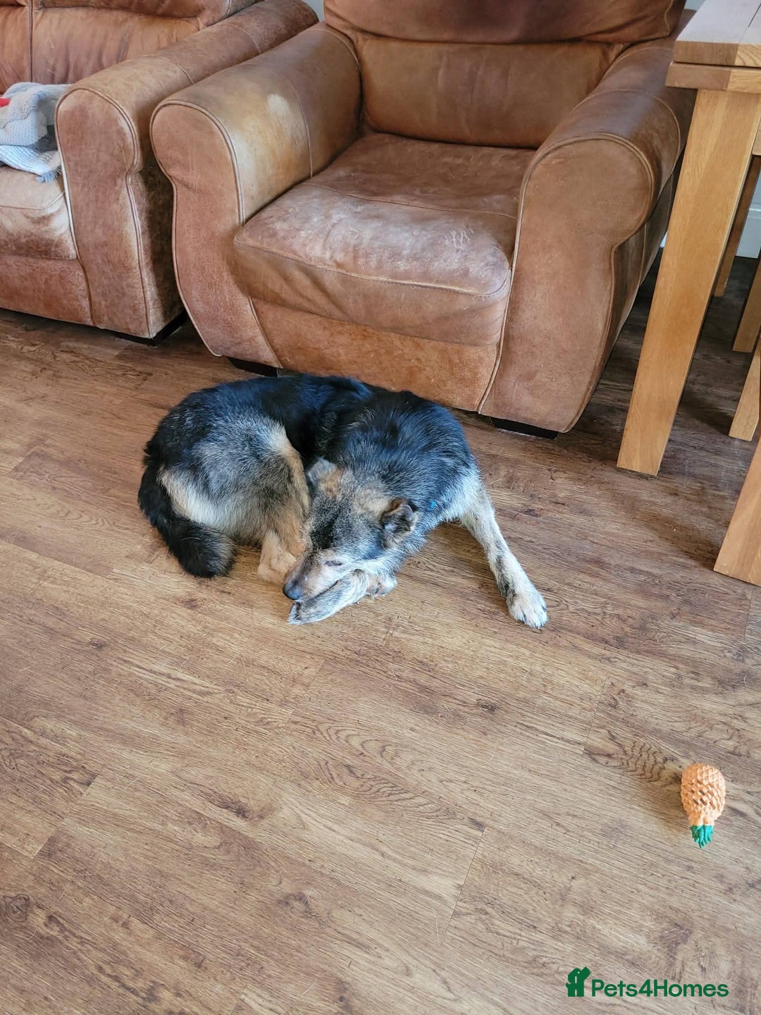 Mixed Breed dogs for adoption: Meet Alfie, currently residing in Buckinghamshire  - Advert 11