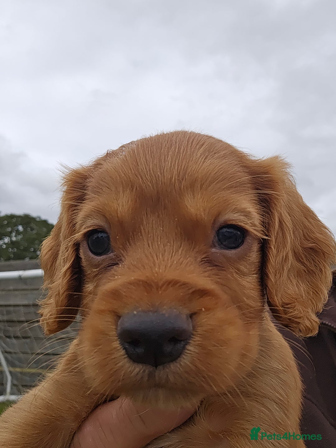 Cocker Spaniel dogs for sale: Working cocker spaniel  - Image 2