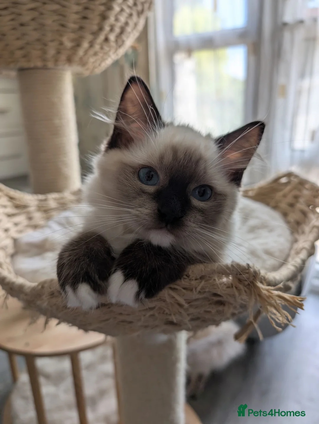 Ragdoll cats for sale: Ready! Stunning GCCF REG PEDIGREE RAGDOLLS - Advert 1