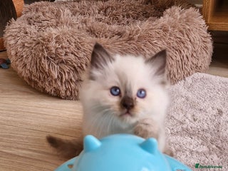 Ragdoll cats 🐾Last two Ragdolls.Ready 22nd December 🐾 - Advert 17