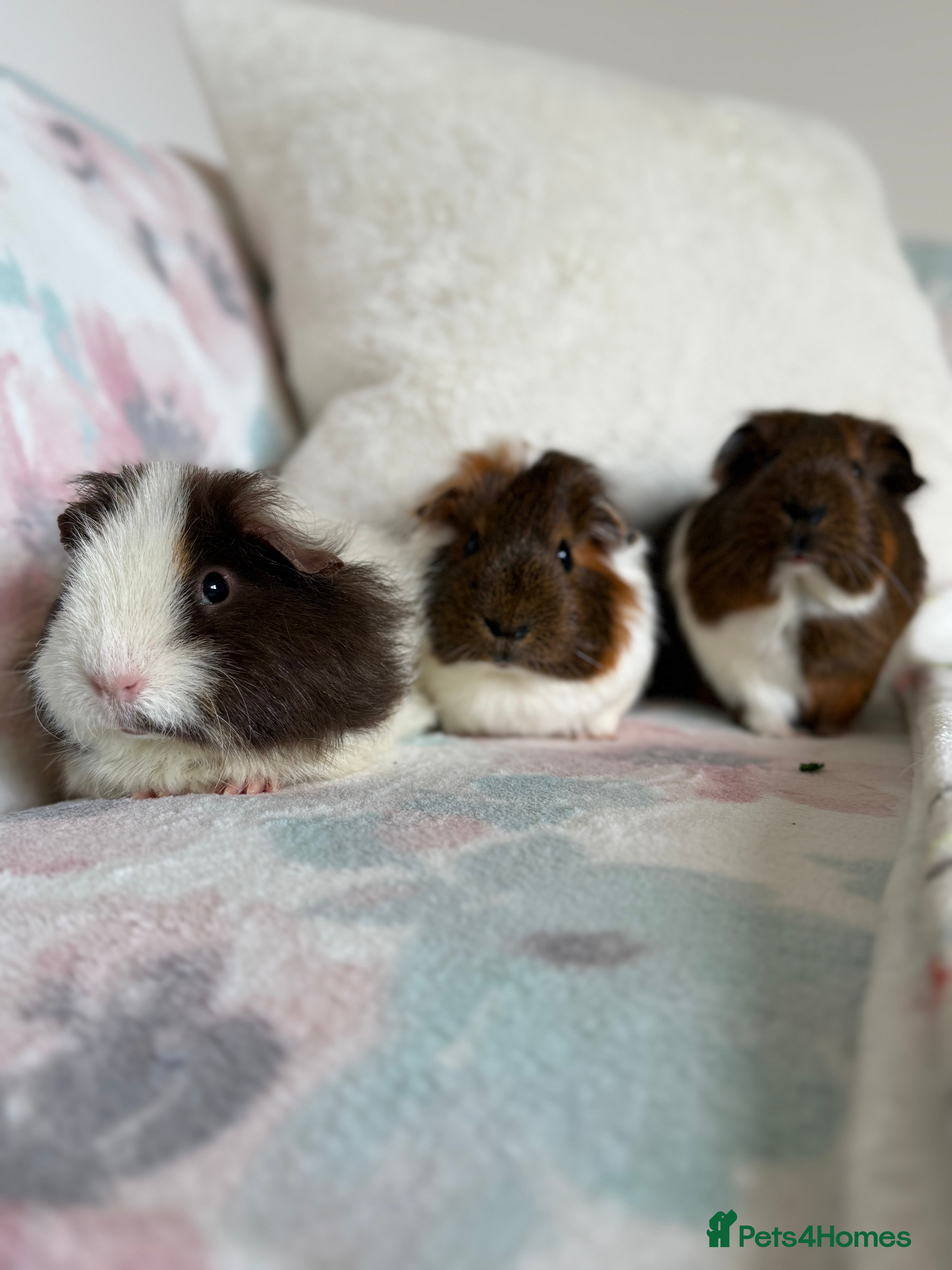 Guinea Pig rodents Three Female Guinea Pigs  - Advert 1
