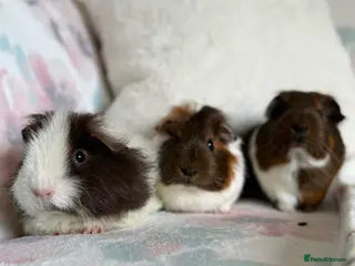 Guinea Pig rodents Three Female Guinea Pigs - Advert 1