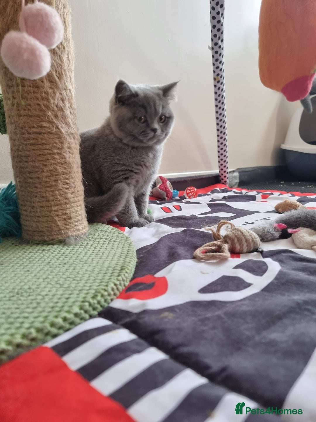British Shorthair cats for sale:  To Go Now 3 Female Ready GCCF Healthy Pedigree - Advert 24
