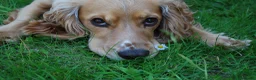 Cocker Spaniel dogs for stud: 2YO First time STUD Bailey Cocker Spaniel  - Advert 9