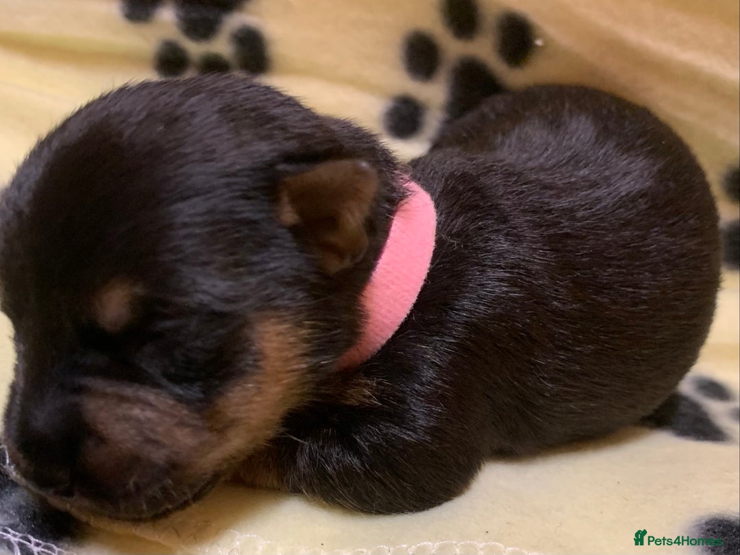 Jack Russell dogs for sale: Jack Russell Puppies  - Image 31