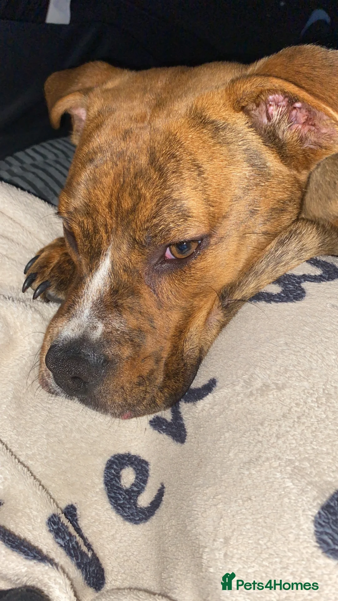 Mixed Breed dogs for sale: Reggie - Advert 3