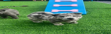 Rare blue merle chowski female 3
