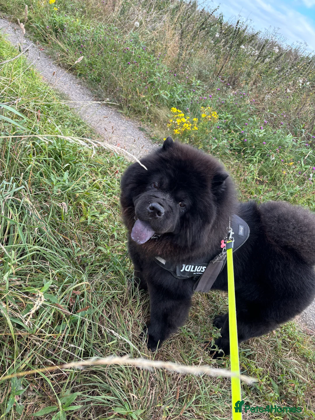 Chow Chow dogs for stud: Sully - Advert 4