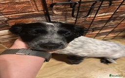 Sprocker dogs for sale: Sprocker spaniel male pup - Advert 1