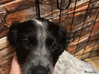 Sprocker dogs Sprocker spaniel male pup - Advert 17