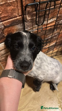 Sprocker dogs Sprocker spaniel male pup - Advert 1