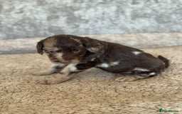 Cockapoo dogs for sale: BEAUTIFUL MERLE COCKER POO PUPPIES, HEALTH TESTED - Image 6