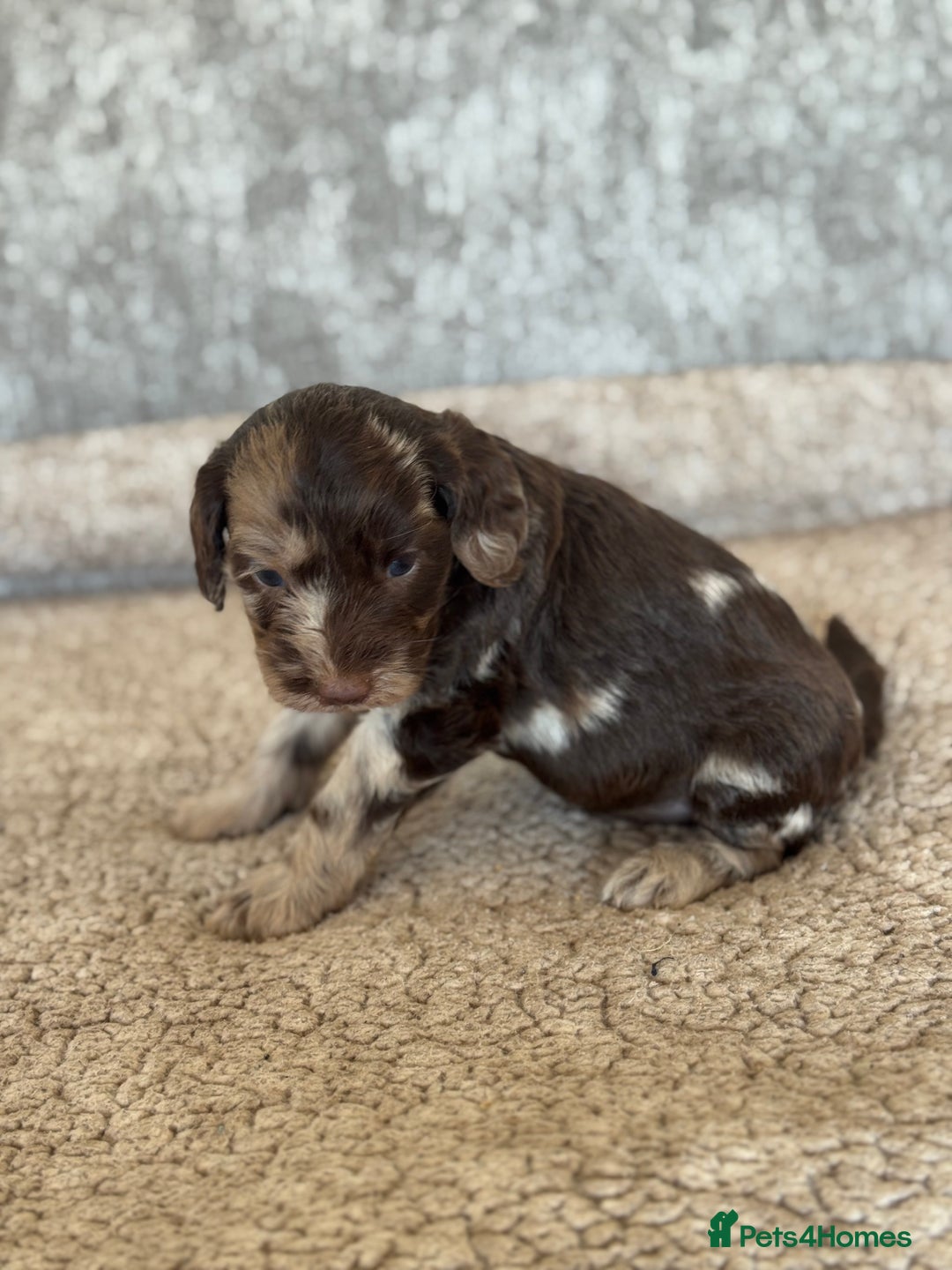 Cockapoo dogs for sale: BEAUTIFUL MERLE COCKER POO PUPPIES, HEALTH TESTED - Image 6