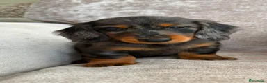 Miniature Dachshund Puppy 1