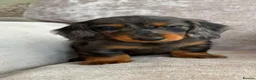 Miniature Dachshund dogs for sale: Ready Now 3 Boys Mini Long hair boysKc registered  - Advert 6