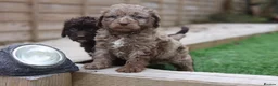 Cavapoo dogs for sale: F1 rare chocolate/choc Merle Cavapoo pups - Advert 15