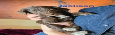 Jackson