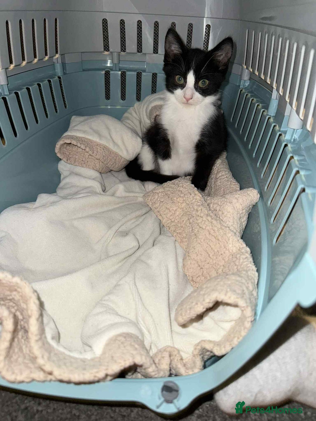 Mixed Breed cats for sale: 6 month old kitten  - Image 2