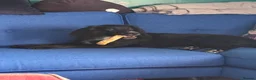 Cocker Spaniel dogs for sale: It’s with a sad heart that Jax needs a new home  in Llandudno - Advert 8